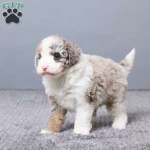 Sabrina, Mini Sheepadoodle Puppy